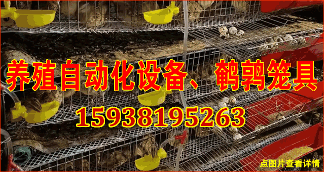 鹌鹑养殖自动化设备