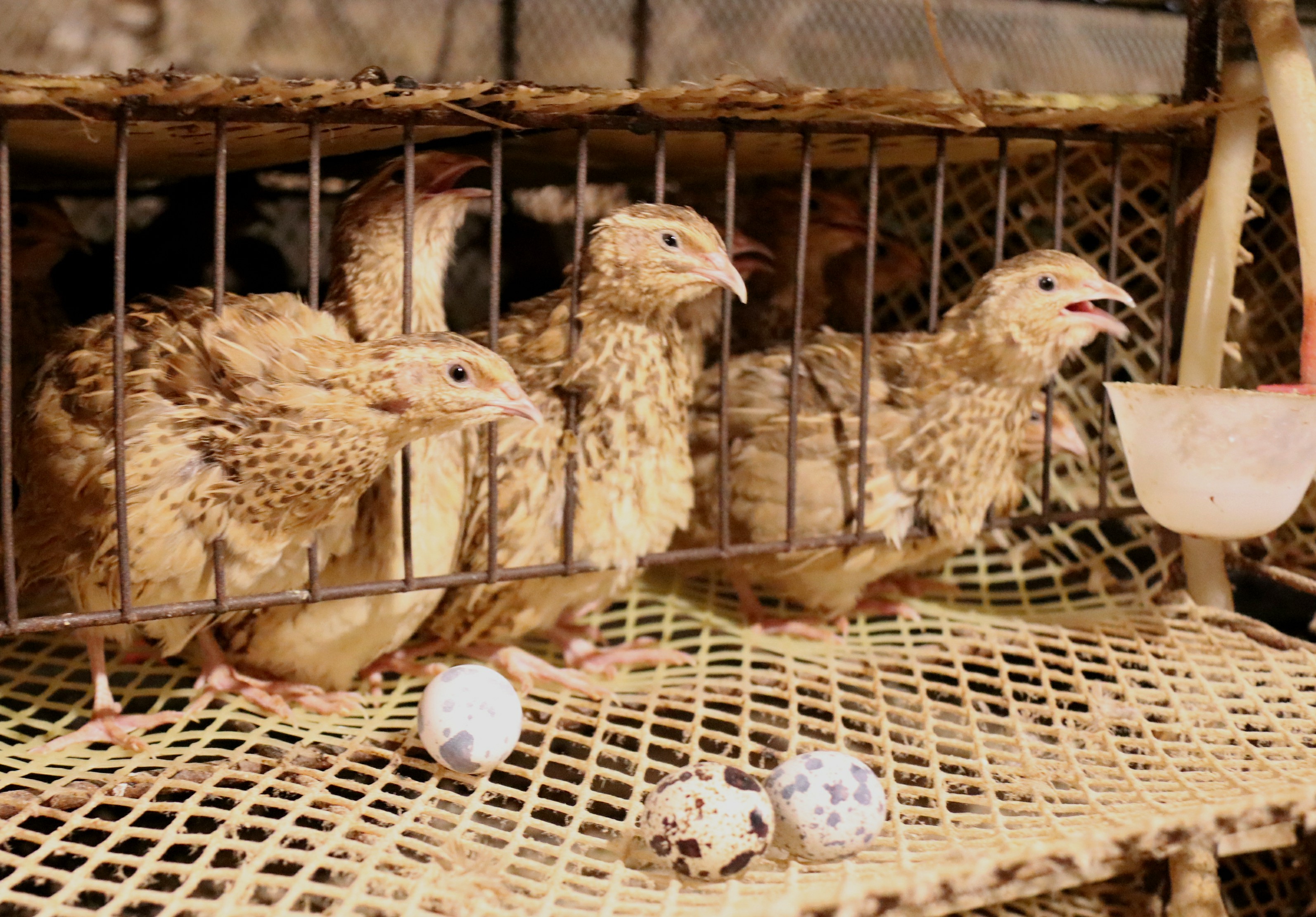 2025.2.8全国鹌鹑蛋价格：均价4.41元，稳为主